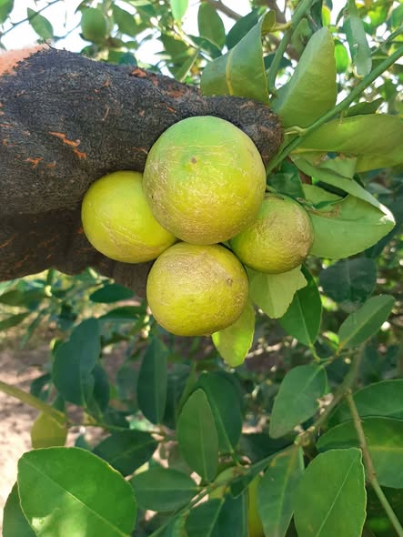 ليمون طعمه ارنج عندي اصابه شديده اللي في الصورة ايه العلاج ......